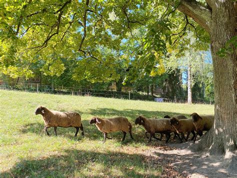  Cacio e Pepe: Zapach Świeżo Tartej Owczej Serowiny Wącha się w Połączeniu z Aromatem Pieprzu!